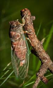 Cicada Bugs And Insects Insects Cool Insects