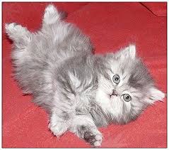 Once i thought a kitten was going to be a short haired and he turmed into a beautiful long haired marmalade tabby. British Longhair Cat Blue Silver Classic Tabby Russian Blue Cat Russian Blue Cats