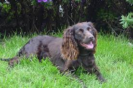 Boy, am i glad to see you. Boykin Spaniel Pantano Poodle Dogs Breeds