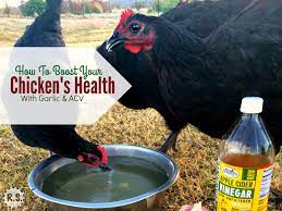 Feeding Garlic Acv To Your Chickens