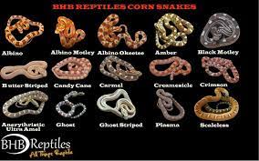 1680 1050 4 Jpg 1680 1050 Texas Snakes Corn Snake Snake