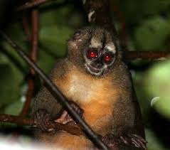 Bird That Sounds Like A Monkey At Night Hernandez Camacho S Night Monkey Animals Primates Owl