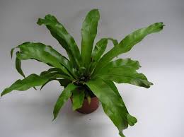 Image result for sleziník Asplenium