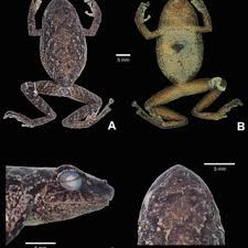 Image result for Pristimantis mutabilis