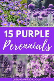 A favorite not just by flower enthusiasts but also by hummingbirds, butterflies, and bees, this herbaceous perennial produces colorful pink, red, white, or purple flowers and fragrant leaves (9). 15 Purple Perennials Urban Garden Gal