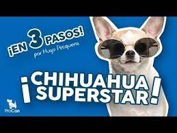 Cuidados De Tu Perro Chihuahua Como Cepillar A Un Perro De Pelo Corto Si Suelta Mucho Pelo Youtube Perros Chihuahua Perros Chihuahua