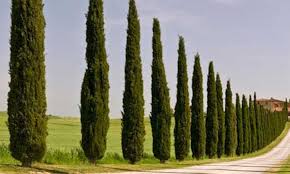 Leaves are linear blue green and turn golden in the fall. 12 Columnar Trees You Must Grow Epic Gardening