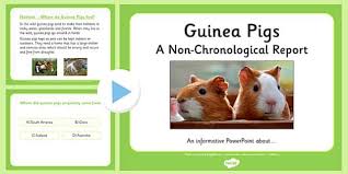 If you have any question about your piggies, you can ask me through whatsapp (0174379812) or facebook (jack cavy) be good to animal and they will pray goodness for you. 1 757 Top Pig Teaching Resources