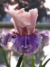 Photo Of The Bloom Of Tall Bearded Iris Iris Paris Memory Posted By Barashka All Things Plants Iris Flowers Bearded Iris Iris Garden
