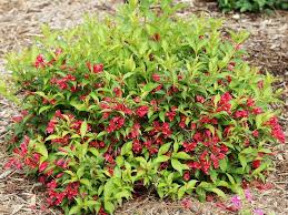 Fertilize with a slow release fertilizer in spring after the chance of frost has passed. Weigela Florida Sonic Bloom Red Oriental Garden Supply Llc