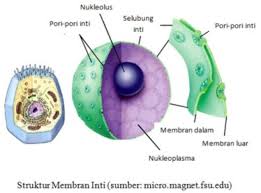 Dan jika anda ingin tahu, nama organel sel ini diambil dari orang. Pengertian Sel Hewan Beserta Struktur Gambar Dan Fungsinya Lengkap Balubu