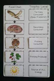 Ecology Science Centers Lab Stations Food Chains Webs Energy Pyramid Food Chain Energy Pyramid Food Chain Activities