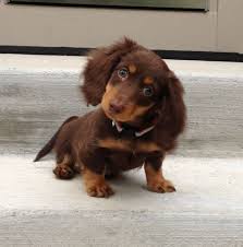 Fortunately, there are dogs that are less likely to trigger your allergies than others, and it might relieve you to know that some type of dachshunds can be one of them. Pin By Debbie Luney On Puppys Baby Dachshund Cute Baby Animals Cute Animals