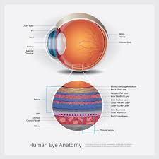 Human Eye Anatomy Vector Illustration 538128 Download Free Vectors Clipart Graphics Vector Art