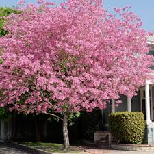 Image result for Tabebuia heterophylla