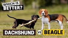 Beagle vs Dachshund - Which is Better? - YouTube