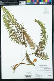 Image result for Dicranopteris elegantula