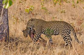 Revel in the schadenfreude anytime someone has a sad because they're suffering consequences from something they voted for or supported or wanted to impose on other people. Animal Cannibalism As Leopard Eats Another Leopard Caters News Agency