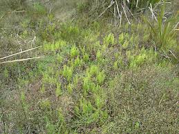 Image result for Thelypteris confluens