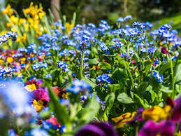 Wann blühen die ersten blumen/pflanzen. Top 20 Gartenblumen Fur Fruhling Sommer Herbst Und Winter Bilder