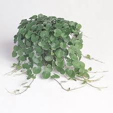 Image result for Dichondra