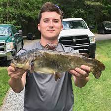 Trophy sized bullheads can reach lengths upwards of 17 inches with the world record bullhead weighing around 6 pounds. Angler Catches Record Bullhead Catfish In Baltimore County
