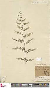 Image result for Actiniopteris pauciloba