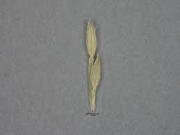 Image result for Digitaria gazensis