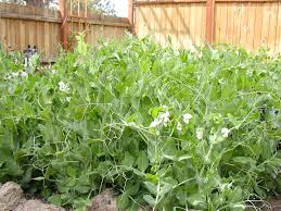 English peas are shelled and only the seed eaten, whereas. Growing Peas Garden Beautiful