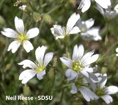 Image result for Cerastium indicum