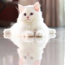 Email me, i will send you a link with available kittens. Buy Persian Cat Kitten For Sale Online In India At Best Price