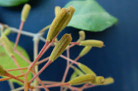 Image result for Pisonia aculeata