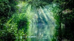 Download free rain stock video footage and motion graphics with 4k and hd clips available. Get Amazon Rainforest Microsoft Store