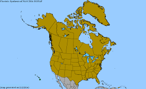 Image result for Elaphoglossum spathulatum