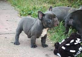 French bulldog puppies for salepuppies are turning 11 weeks old and they are up to date on vet shots and vaccines. Beautiful Solid Blue French Bulldog Pup For Sale Bryanston Dogs Puppies Public Ads 58461