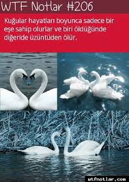 Insanoglunun Bakip Hayvanlardan Ne Cok Ders Almasi Lazim Biliyor Muydunuz Psikolojik Gercekler Hayat