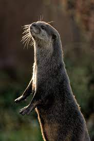 Eurasian Otter Otters Otter Love Wild Animals Photography