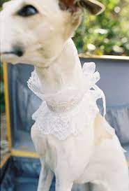 Wedding Planning Dog Wedding Attire Wedding Pets Pet Wedding Attire