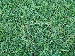 Centipede And St Augustine Lawns Choosing An Attractive And Problem Free Lawn Center For Urban Agriculture