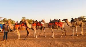 Things to do in broken hill, australia: Broken Hill Camels Broken Hill Attractions Melbourne