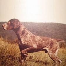 Check spelling or type a new query. History National German Shorthaired Pointer Association