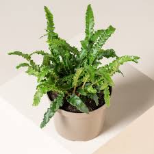 Image result for Asplenium smedsii