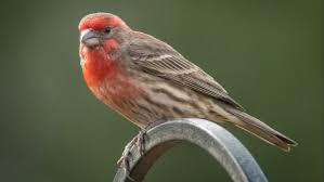 This article tells you what california birds you can expect in your backyard and when they are most common. Backyard Birding Really Helps Being Stuck At Home The Santa Barbara Independent