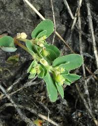 Image result for Euphorbia serratifolia