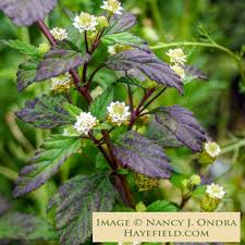 Image result for Lippia