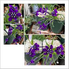 Image result for Lapeirousia