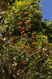 Image result for Leonotis decadonta