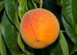 FRESH PEACHES (6-8 FRUITS/3-5 LBS.)