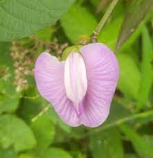 We can actually translate from english into 44 languages. Indahnya Bunga Tanaman Rambat Liar Beautiful Flowers Wild Vines Steemit