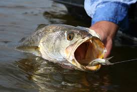 Depends on what type of waters your fishing (fresh or saltwater) best bait to use is those in the water. The Best Of North Carolina Summer Saltwater Fishing